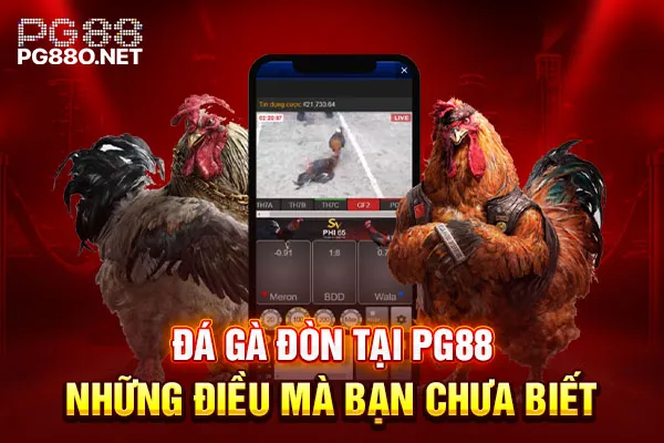 Đá gà đòn tại PG88 - những điều mà bạn chưa biết Đá gà đòn tại PG88 - những điều mà bạn chưa biết