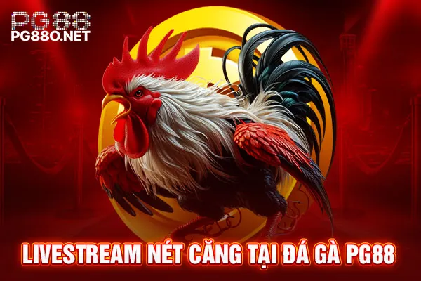 Livestream nét căng tại đá gà PG88 Livestream nét căng tại đá gà PG88