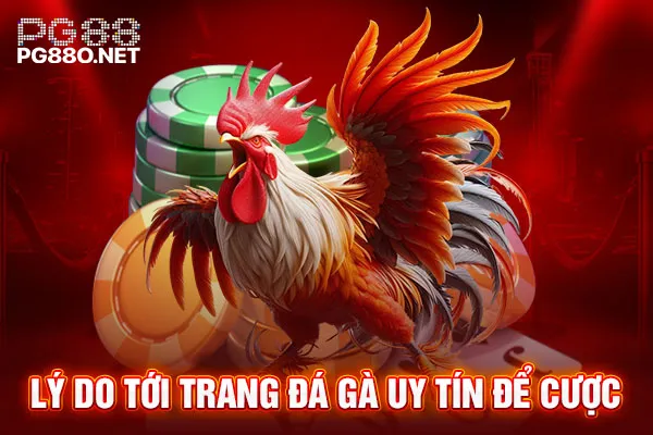 Lý do tới trang đá gà uy tín để cược Lý do tới trang đá gà uy tín để cược